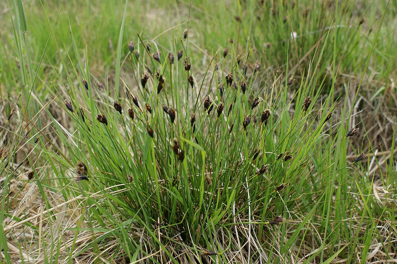 black-bog-rush