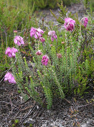 cross-leaved-heath