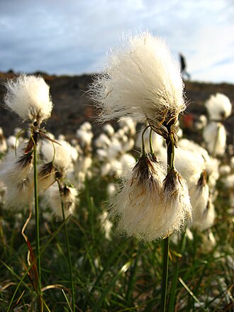 eriophorum