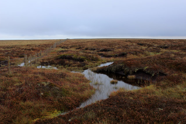 moss-bog