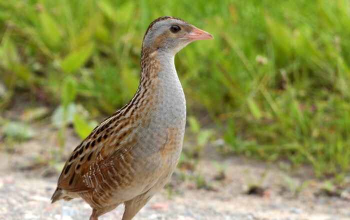 Corncrake. Photo: Alpo Roikola, CC BY 3.0, via Wikimedia Commons