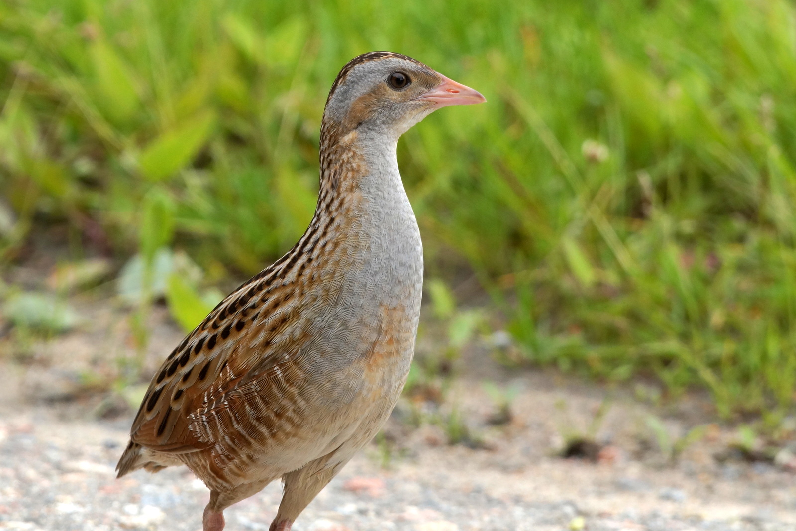 Corncrake. Photo: Alpo Roikola, CC BY 3.0, via Wikimedia Commons