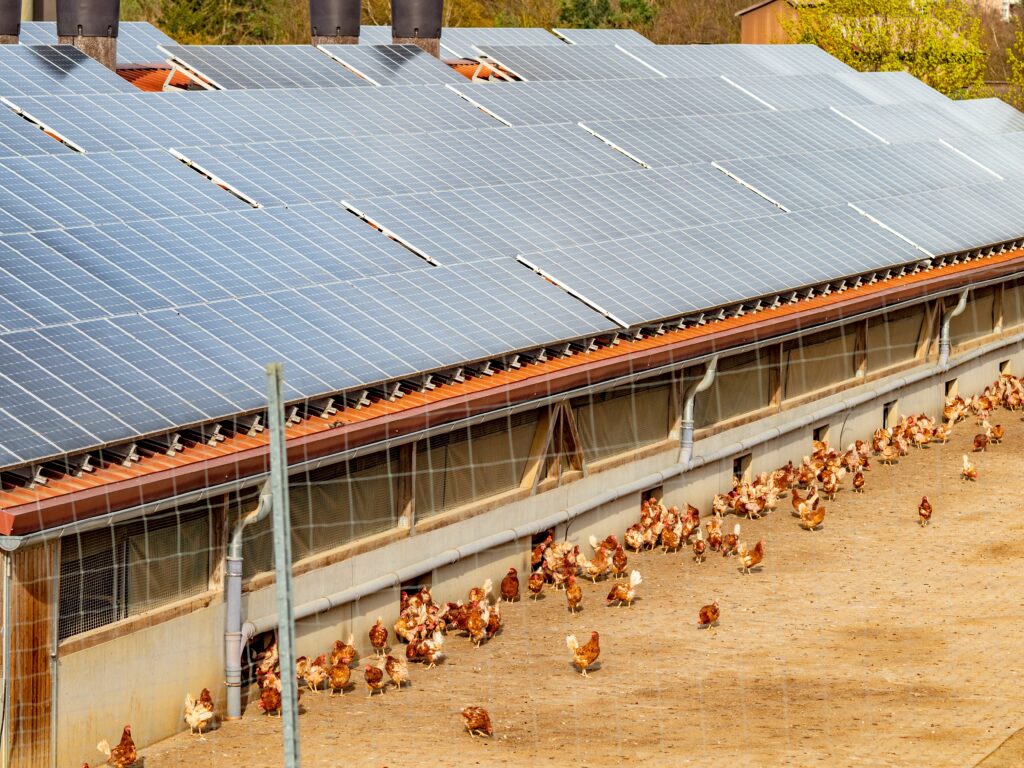 Chicken,Coop,With,A,Solar,System,On,The,Roof